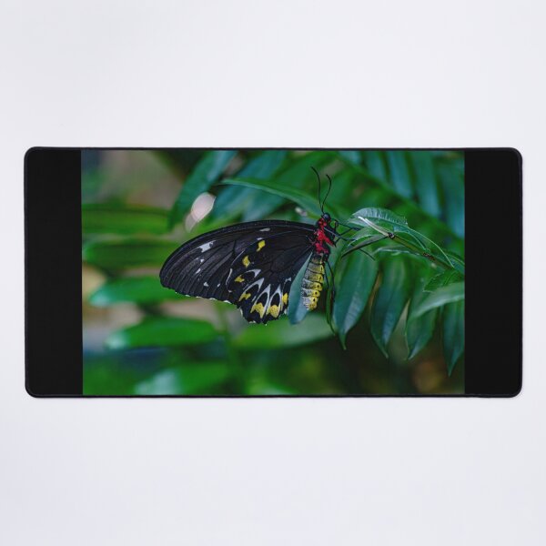 Item preview, Butterfly with Velvet Wings designed and sold by Twisted Light Images.
