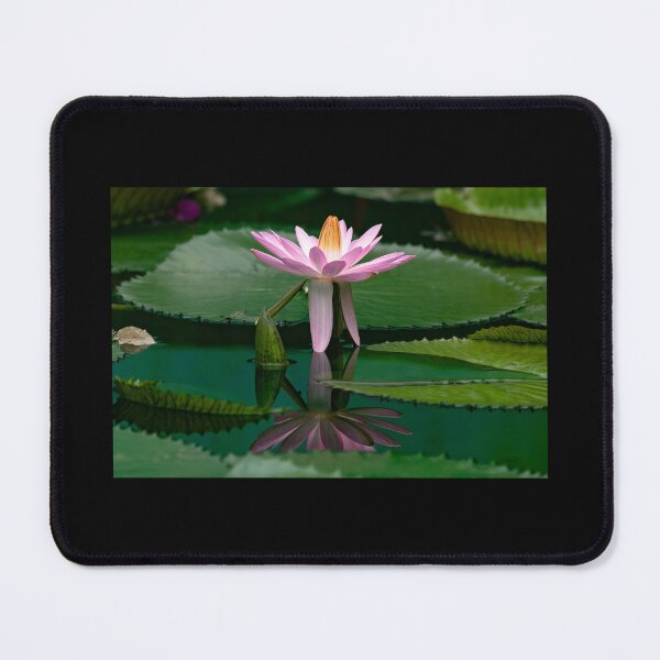 Item preview, Pink Water Lily and Giant Pad on an Emerald Pond  designed and sold by Twisted Light Images.
