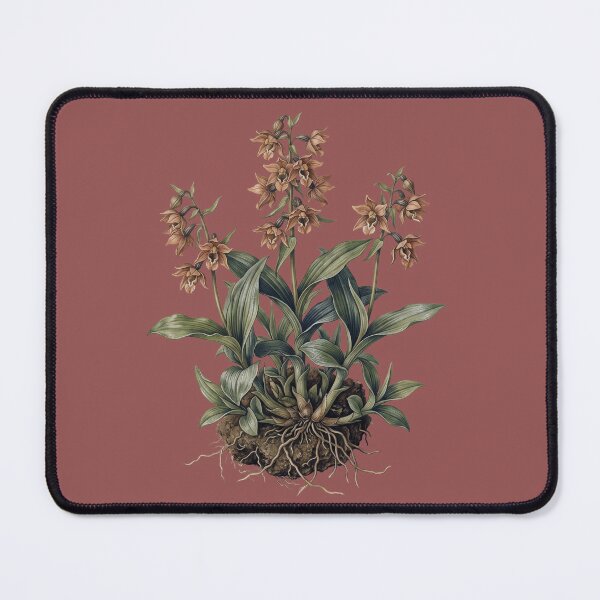 Item preview, The Stream-Bank Extortionist: Vintage Epipactis Gigantea Orchid Art Print designed and sold by FreiherrPK.