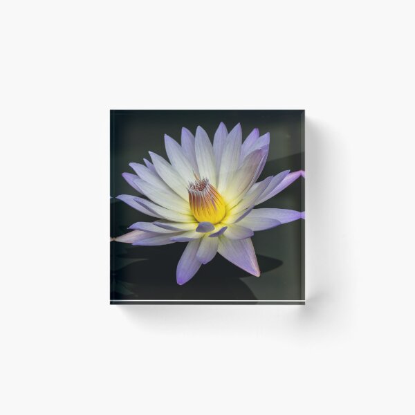 Item preview, Purple Water Lily in Full Bloom designed and sold by Twisted Light Images.
