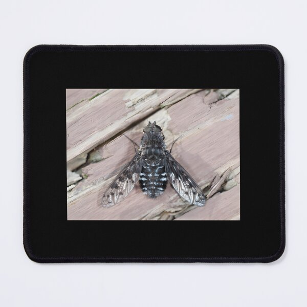 Item preview, Close-Up Illustration of Anthrax Spider Fly with Detailed Wings and Body designed and sold by RobotSnail.