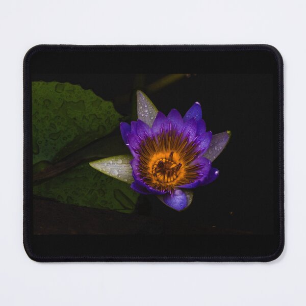 Item preview, Radiant Water Lily Bloom designed and sold by Twisted Light Images.