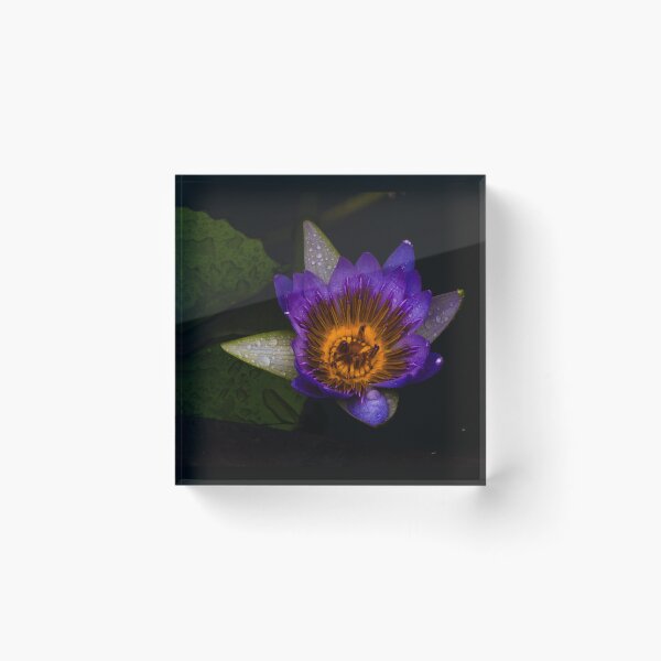 Item preview, Radiant Water Lily Bloom designed and sold by Twisted Light Images.