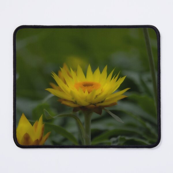Artikelvorschau, Goldene Blütenblüte im Weichzeichner entworfen und verkauft von Twisted Light Images.