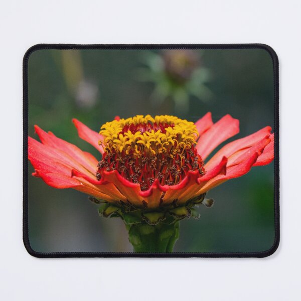 Item preview, Flor de fuego en flor designed and sold by Twisted Light Images.