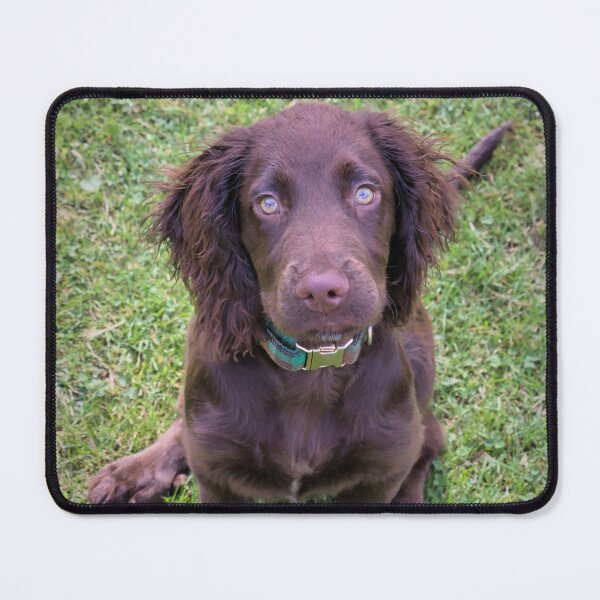 Item preview, Sitting Spaniel designed and sold by JEZ22.