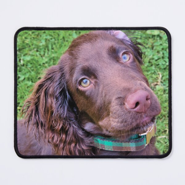 Item preview, Spaniel Puppy Portrait designed and sold by JEZ22.