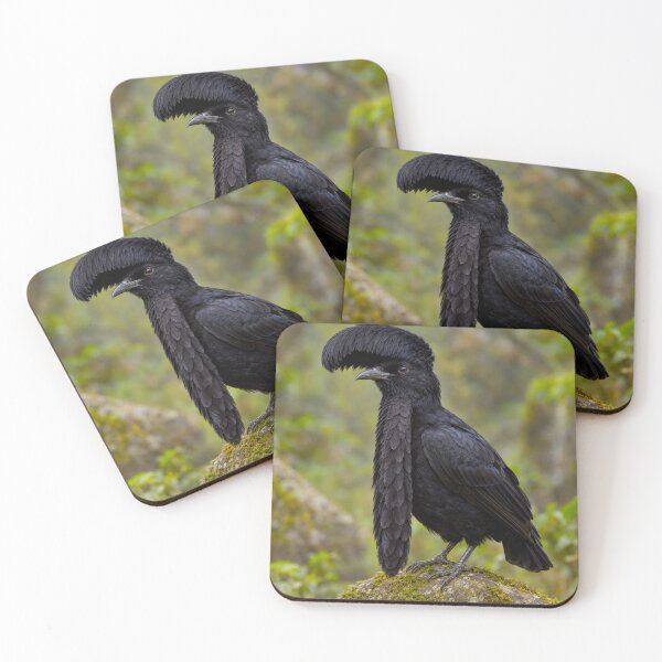 Item preview, Exotic Beautiful Birds - Long-wattled Umbrella Bird #5 designed and sold by Helios Be. Lavsh.