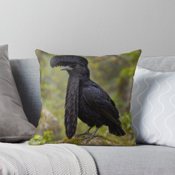 Item preview, Exotic Beautiful Birds - Long-wattled Umbrella Bird #5 designed and sold by Helios Be. Lavsh.