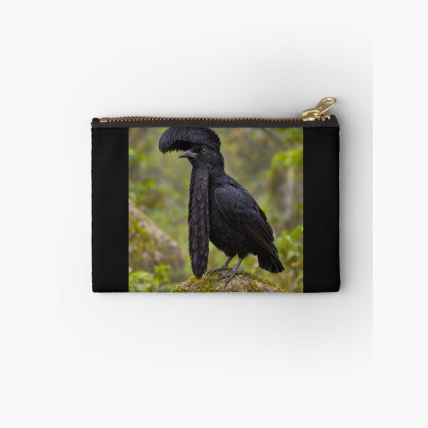 Item preview, Exotic Beautiful Birds - Long-wattled Umbrella Bird #5 designed and sold by Helios Be. Lavsh.
