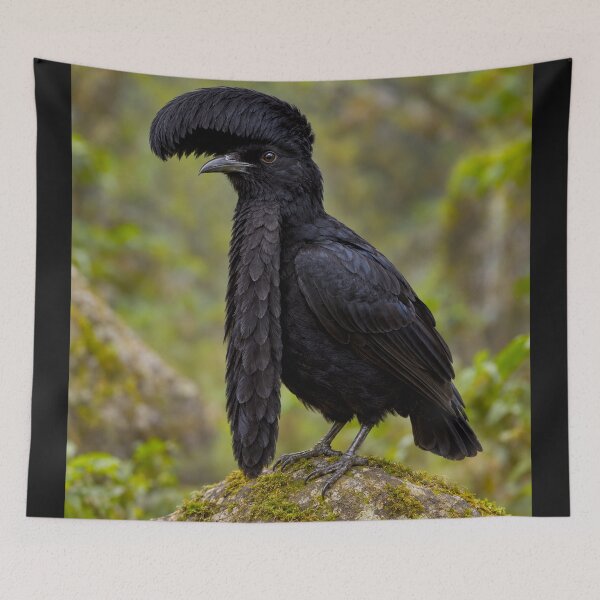 Item preview, Exotic Beautiful Birds - Long-wattled Umbrella Bird #5 designed and sold by Helios Be. Lavsh.