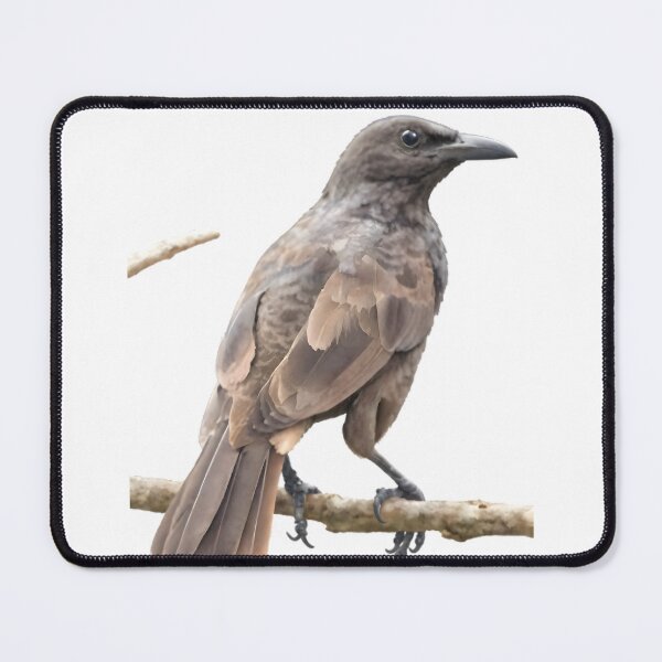 Item preview, Samoan Starling (Aplonis atrifusca)  designed and sold by HOMETOWN86.