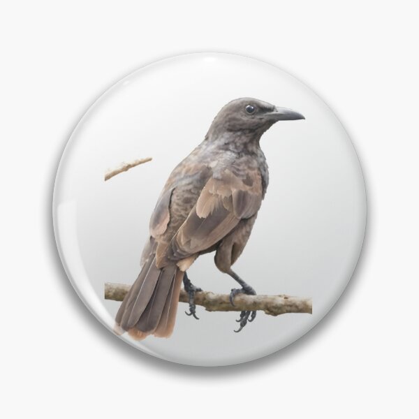 Item preview, Samoan Starling (Aplonis atrifusca)  designed and sold by HOMETOWN86.