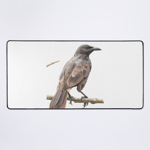 Item preview, Samoan Starling (Aplonis atrifusca) designed and sold by HOMETOWN86.