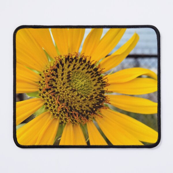 Item preview, Sunflower and Barbed Wire designed and sold by concretebotany.