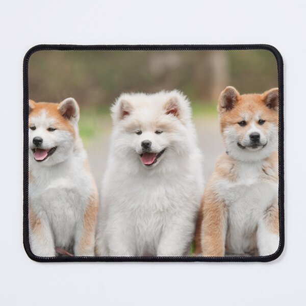 Item preview, Three Japanese Akita Inu Puppies Sitting Together designed and sold by VanGaldo.