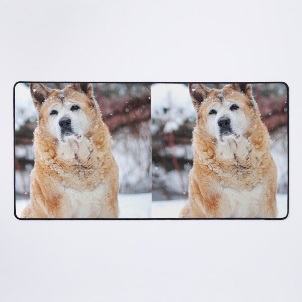 Item preview, Senior Japanese Akita Inu Sitting Outdoors in Winter designed and sold by VanGaldo.