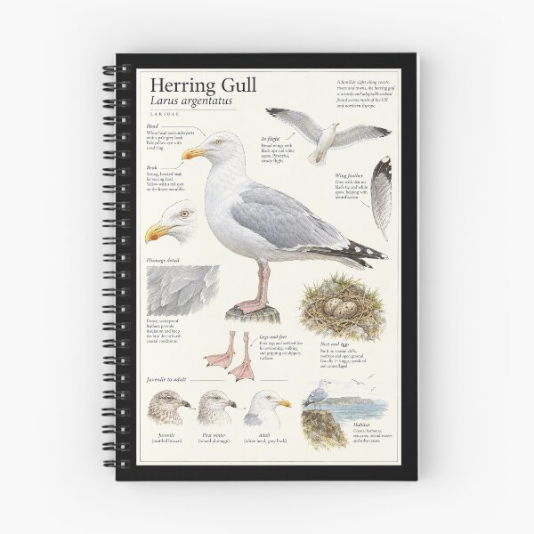 Item preview, Seagull Herring Gull Botanical Poster designed and sold by KALEIDOSCOPE UK.