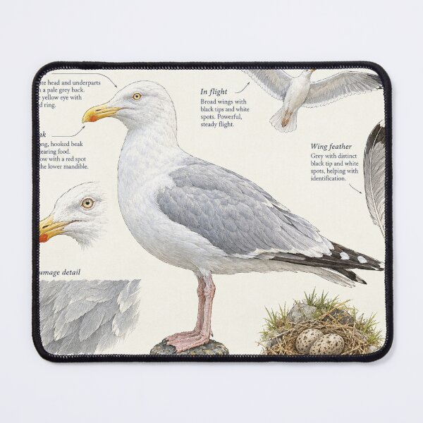 Item preview, Seagull Herring Gull Botanical Poster designed and sold by KALEIDOSCOPE UK.