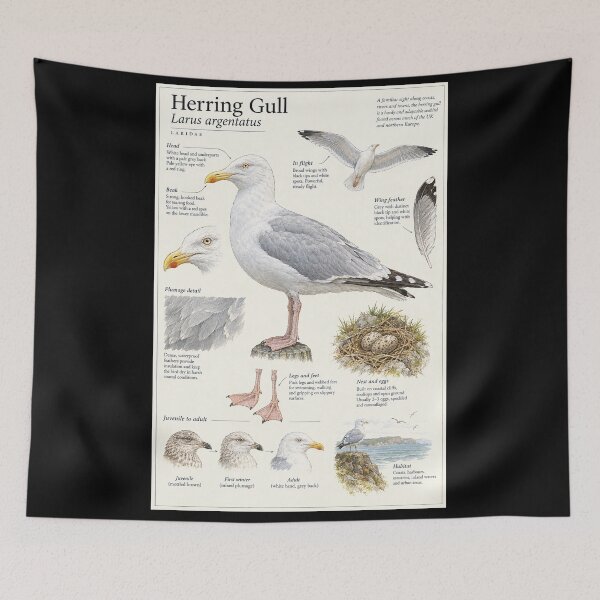 Item preview, Seagull Herring Gull Botanical Poster designed and sold by KALEIDOSCOPE UK.
