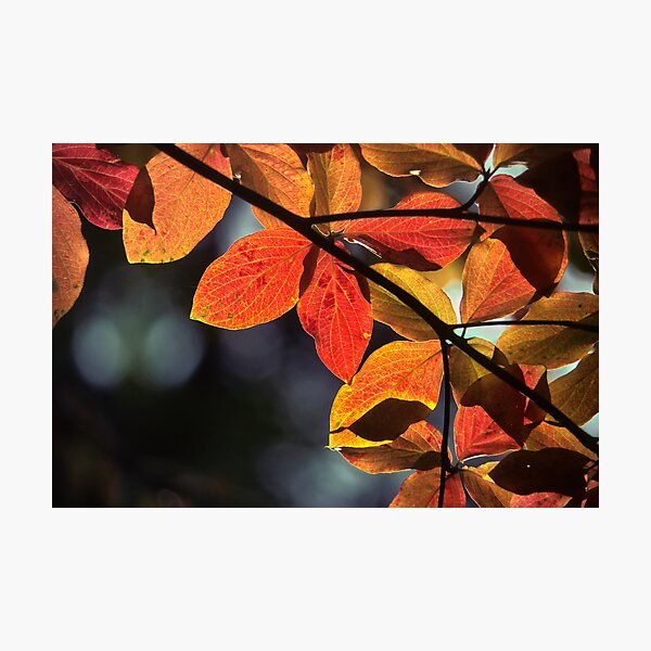 Item preview, Dogwood designed and sold by Allan Savage.