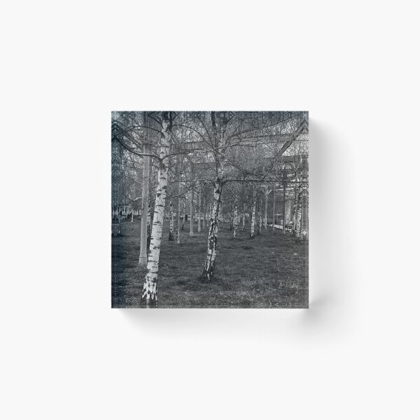 Item preview, Silver Birch Uprights designed and sold by Eidetic Photos.
