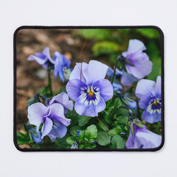 Item preview, Violet Pansy designed and sold by Eidetic Photos.