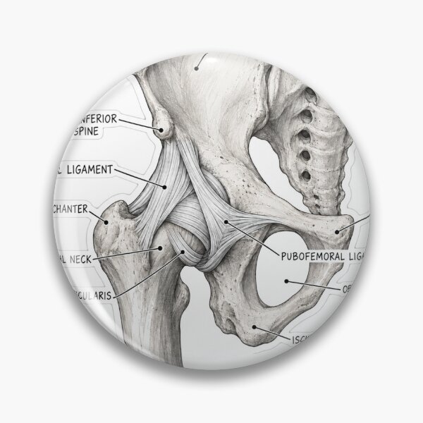 Item preview, Anatomy Hip Ligaments Physical Therapy Sticker designed and sold by isokinetic.