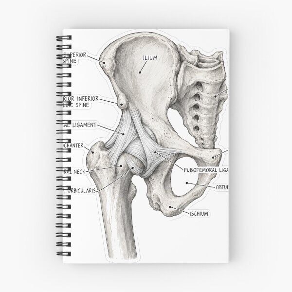 Item preview, Anatomy Hip Ligaments Physical Therapy Sticker designed and sold by isokinetic.