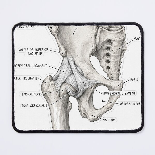 Item preview, Anatomy Hip Ligaments Physical Therapy Sticker designed and sold by isokinetic.