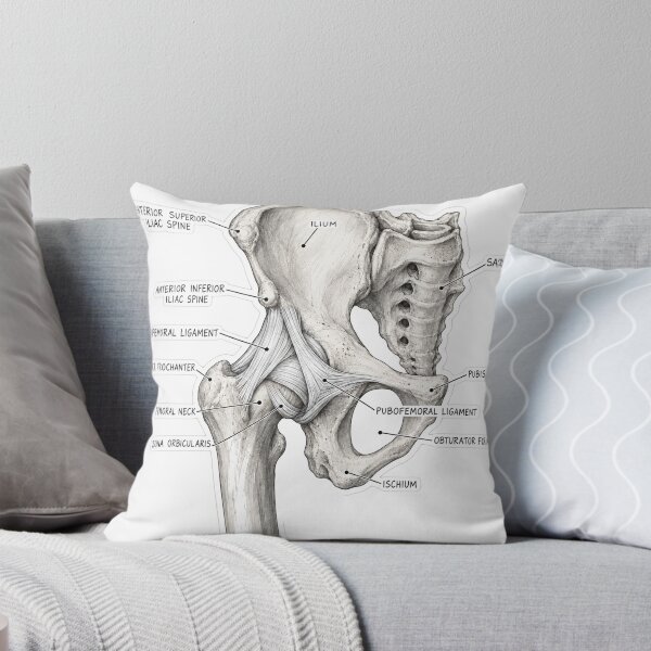 Item preview, Anatomy Hip Ligaments Physical Therapy Sticker designed and sold by isokinetic.