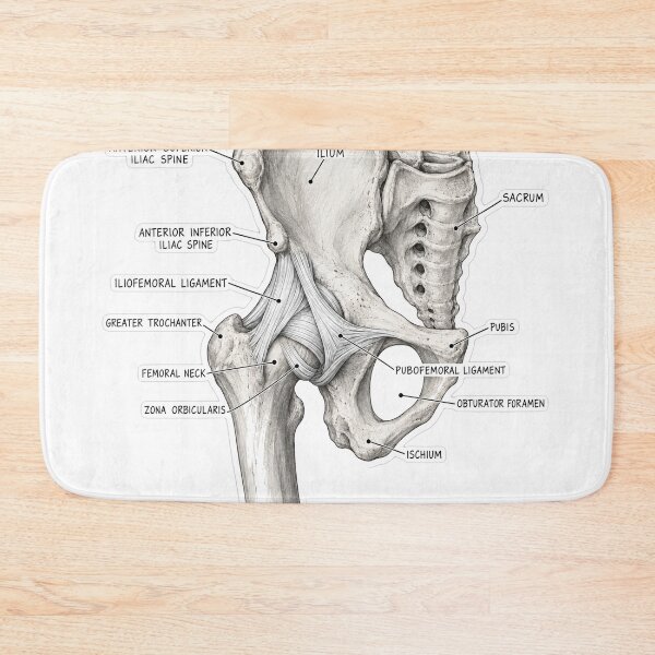 Aperçu de l'œuvre Autocollant d'anatomie des ligaments de la hanche pour la physiothérapie créée et vendue par isokinetic.