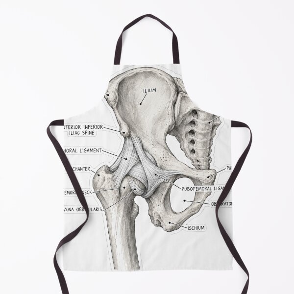 Item preview, Anatomy Hip Ligaments Physical Therapy Sticker designed and sold by isokinetic.