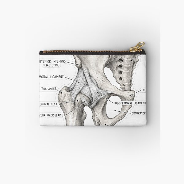 Item preview, Anatomy Hip Ligaments Physical Therapy Sticker designed and sold by isokinetic.