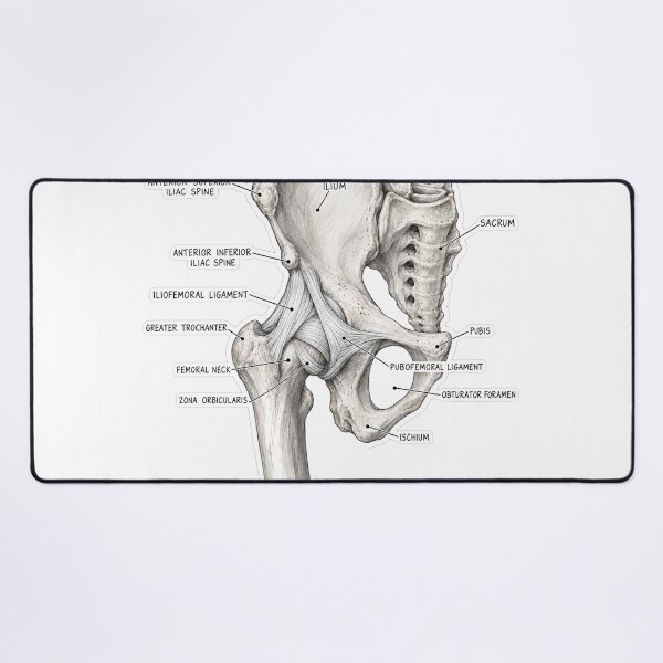 Item preview, Anatomy Hip Ligaments Physical Therapy Sticker designed and sold by isokinetic.