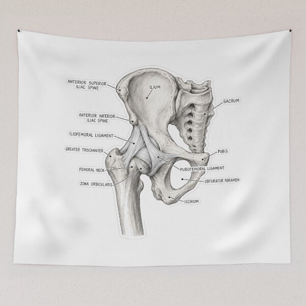 Item preview, Anatomy Hip Ligaments Physical Therapy Sticker designed and sold by isokinetic.
