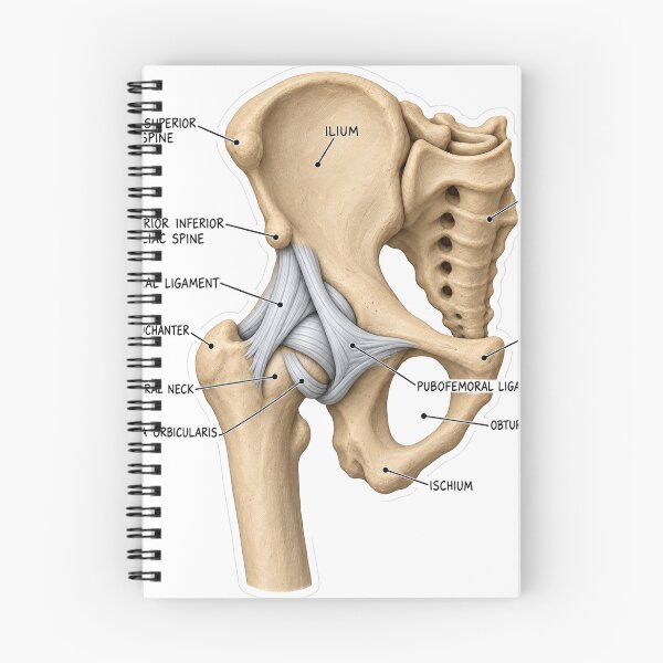 Item preview, Anatomy Hip Ligaments Clay Physical Therapy Sticker designed and sold by isokinetic.