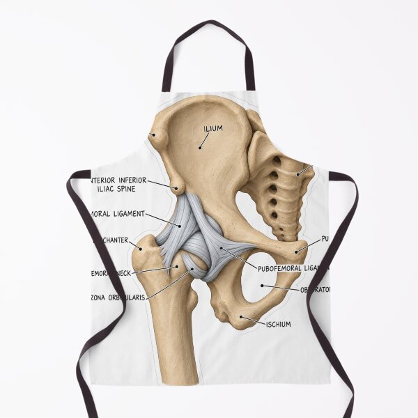 Item preview, Anatomy Hip Ligaments Clay Physical Therapy Sticker designed and sold by isokinetic.