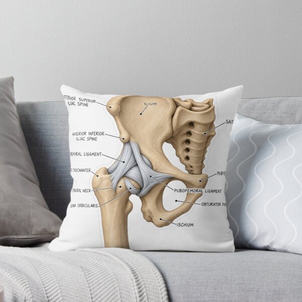 Item preview, Anatomy Hip Ligaments Clay Physical Therapy Sticker designed and sold by isokinetic.