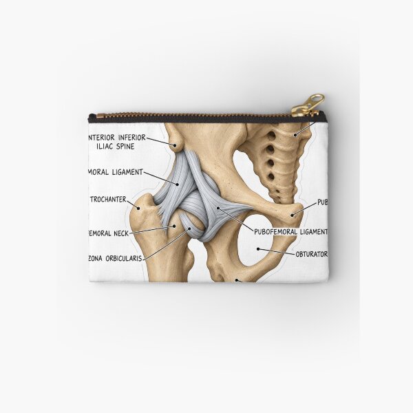 Item preview, Anatomy Hip Ligaments Clay Physical Therapy Sticker designed and sold by isokinetic.