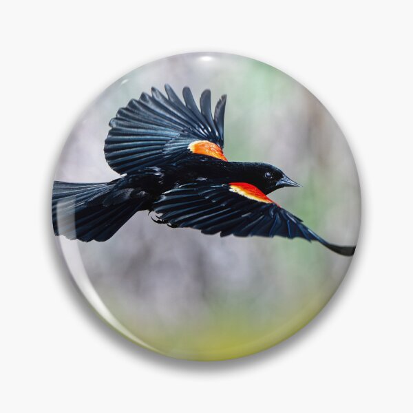 Item preview, Redwinged Glide designed and sold by DawsonImages.