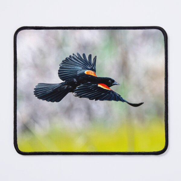 Item preview, Redwinged Glide designed and sold by DawsonImages.