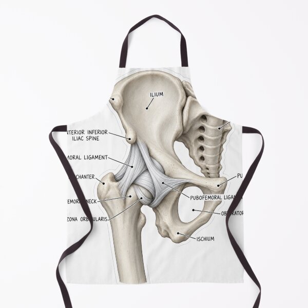 Item preview, Anatomy Hip Ligaments 3D Physical Therapy Sticker designed and sold by isokinetic.