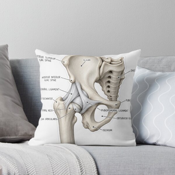 Item preview, Anatomy Hip Ligaments 3D Physical Therapy Sticker designed and sold by isokinetic.
