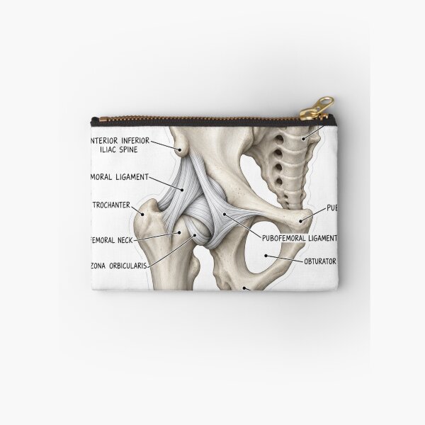 Item preview, Anatomy Hip Ligaments 3D Physical Therapy Sticker designed and sold by isokinetic.