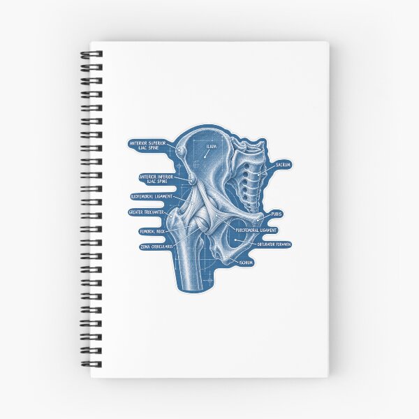 Item preview, Anatomy Hip Ligaments Blueprint Physical Therapy Sticker designed and sold by isokinetic.