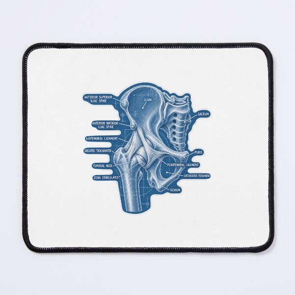 Item preview, Anatomy Hip Ligaments Blueprint Physical Therapy Sticker designed and sold by isokinetic.