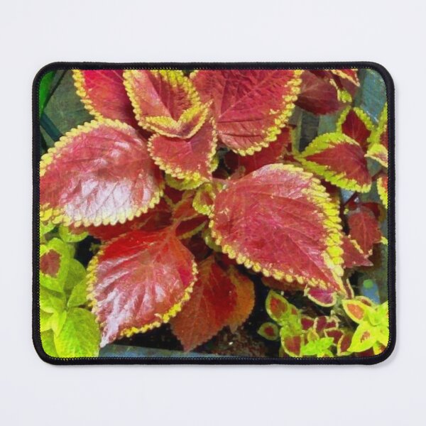 Item preview, Coleus designed and sold by kstruss01.