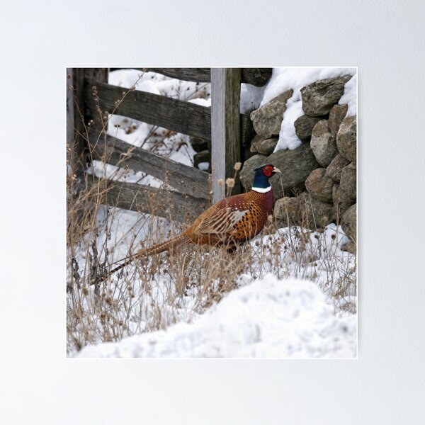 Item preview, Pheasant in Winter Snow designed and sold by Maria Dryfhout.