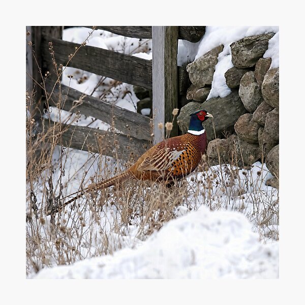 Item preview, Pheasant in Winter Snow designed and sold by Maria Dryfhout.